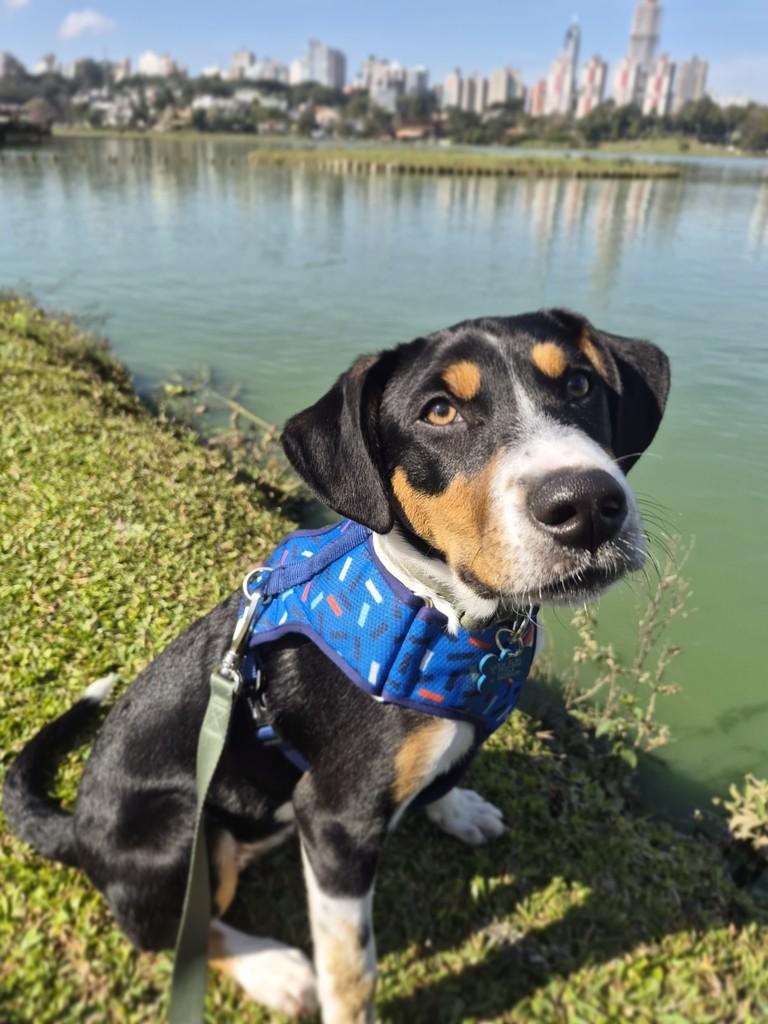 Nero, cachorro de porte médio para adoção em Curitiba - PR