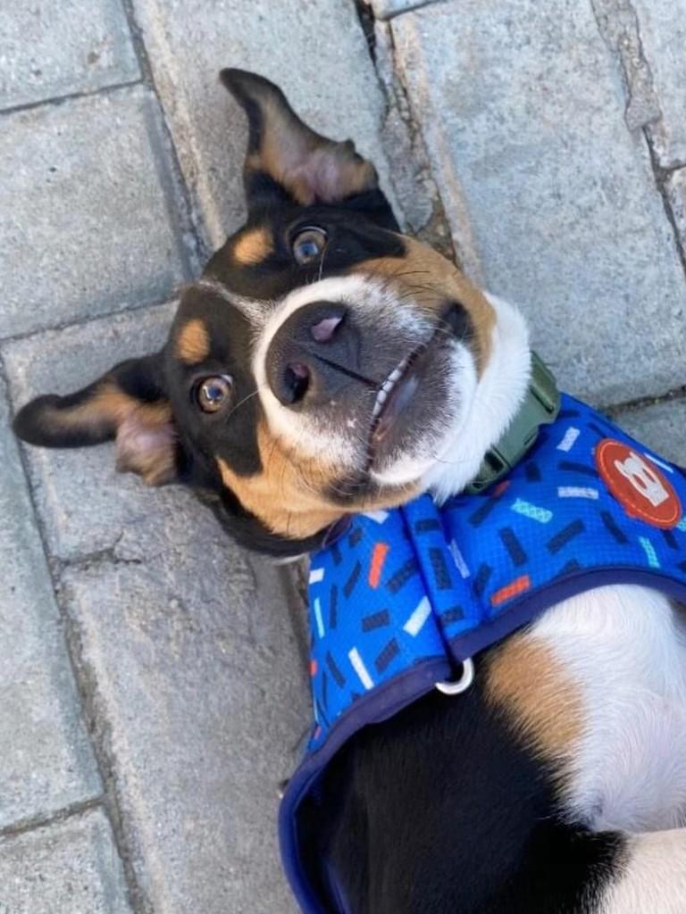 Nero, cachorro de porte médio para adoção em Curitiba - PR — foto 2 de 5