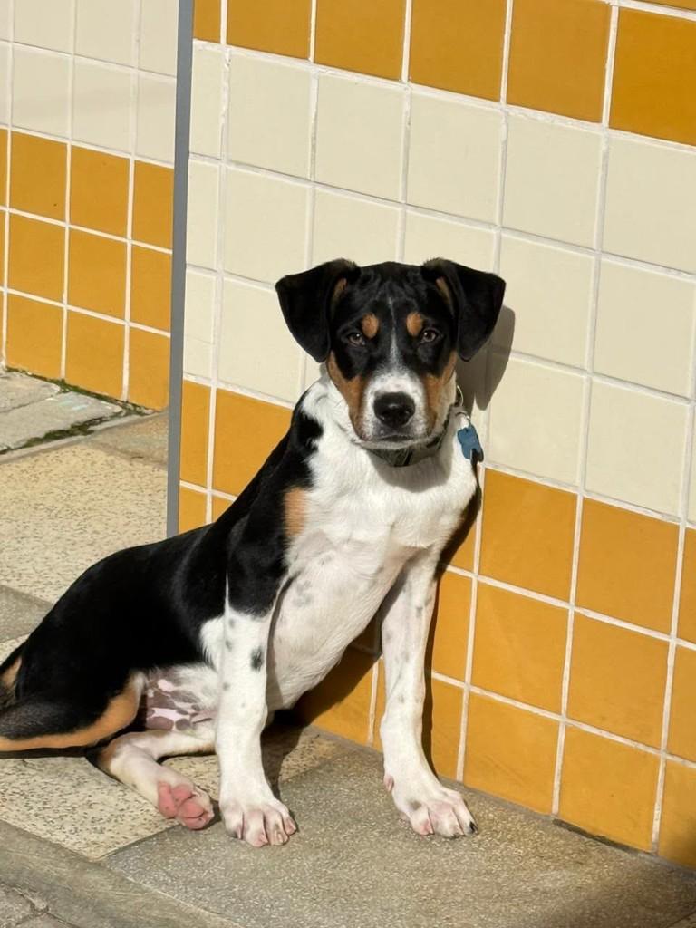 Nero, cachorro de porte médio para adoção em Curitiba - PR — foto 3 de 5