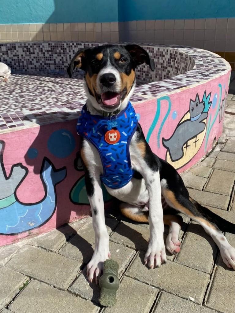 Nero, cachorro de porte médio para adoção em Curitiba - PR — foto 4 de 5