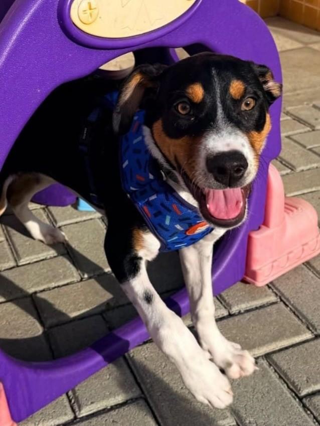 Nero, cachorro de porte médio para adoção em Curitiba - PR — foto 5 de 5