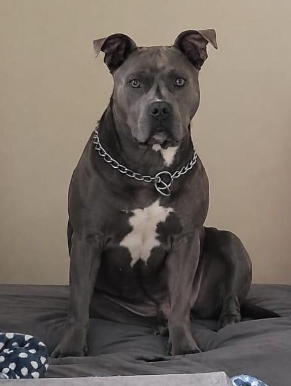 Jully, cadela de porte grande para adoção em Curitiba - PR