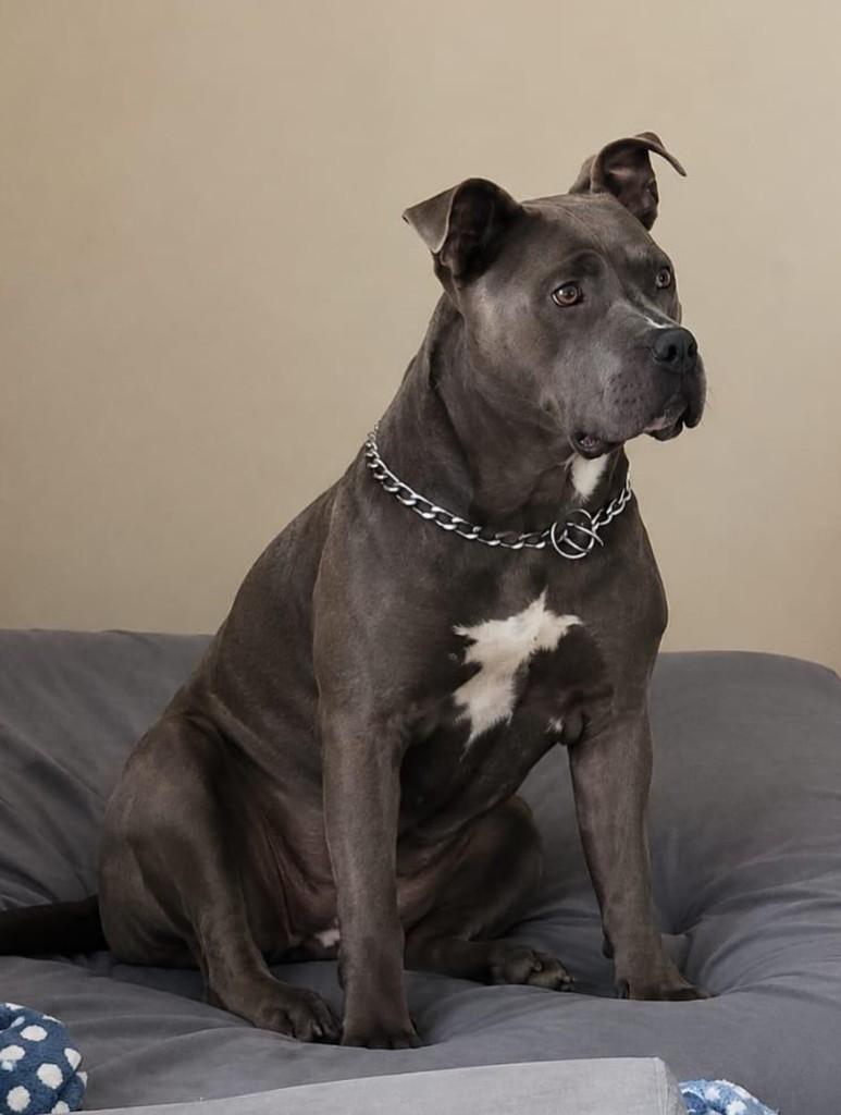 Jully, cadela de porte grande para adoção em Curitiba - PR — foto 2 de 4