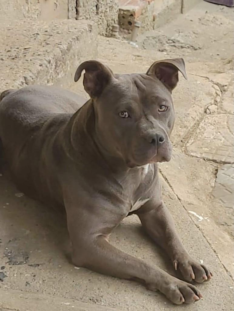 Jully, cadela de porte grande para adoção em Curitiba - PR — foto 3 de 4