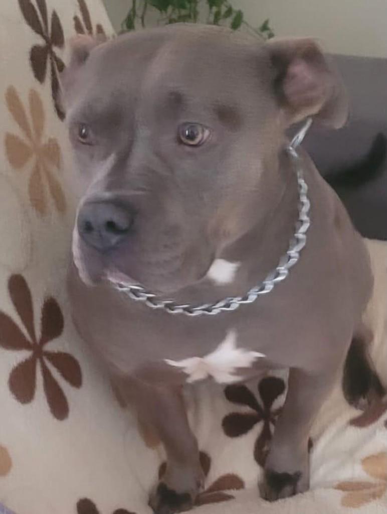 Jully, cadela de porte grande para adoção em Curitiba - PR — foto 4 de 4