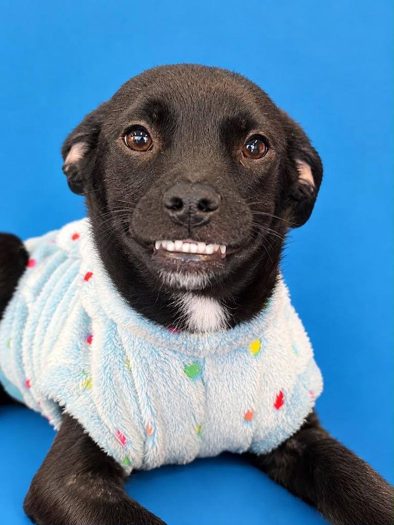 Sorriso, cachorro de porte médio para adoção em Curitiba - PR