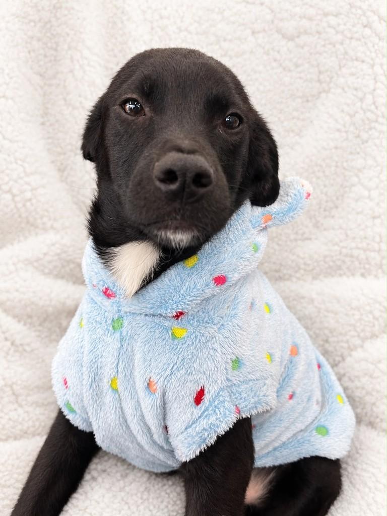 Sorriso, cachorro de porte médio para adoção em Curitiba - PR — foto 2 de 5