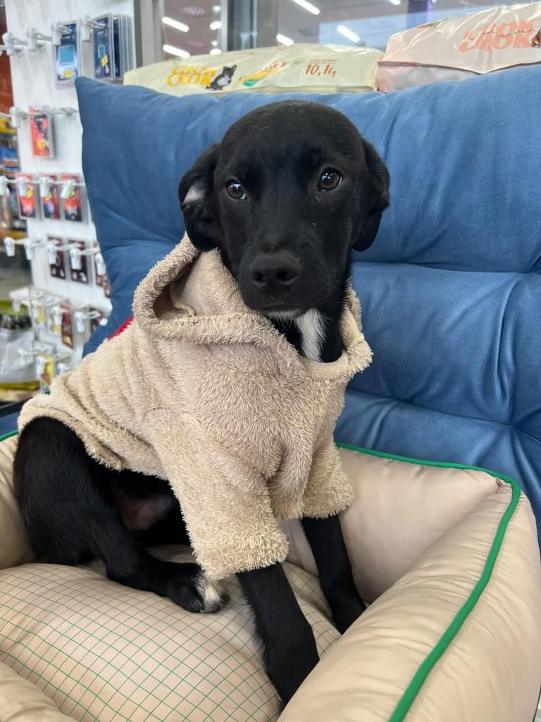 Sorriso, cachorro de porte médio para adoção em Curitiba - PR — foto 3 de 5