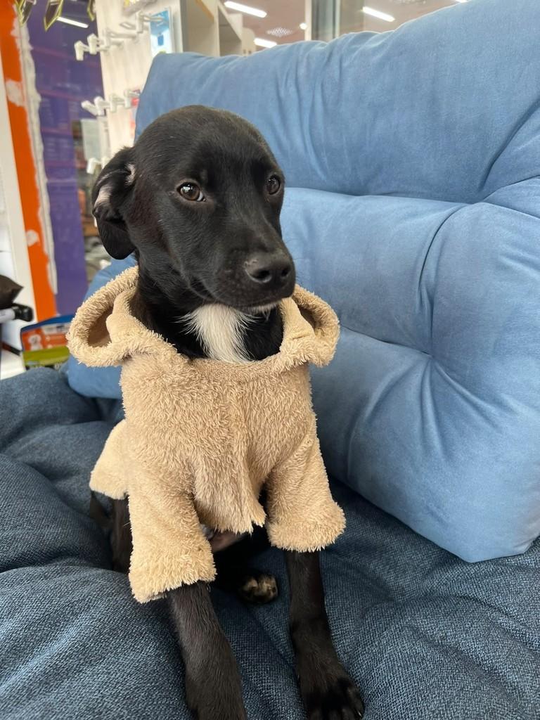 Sorriso, cachorro de porte médio para adoção em Curitiba - PR — foto 4 de 5