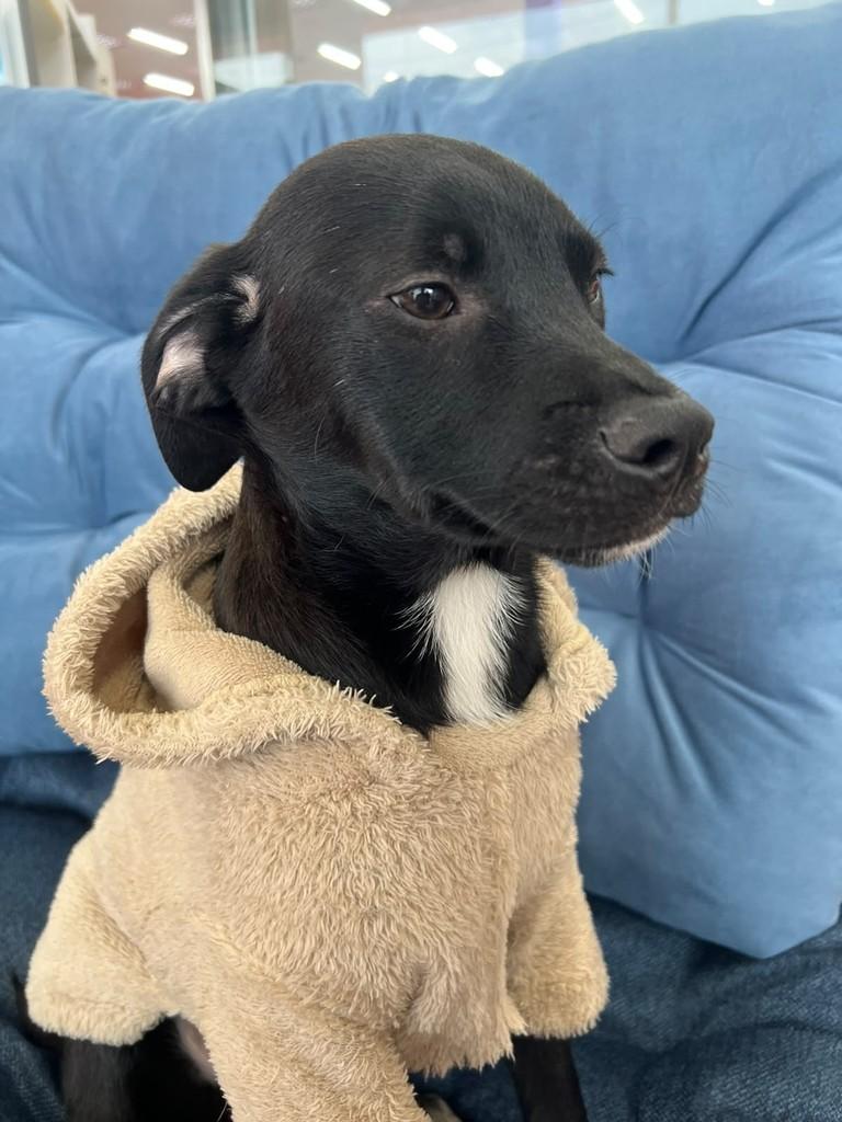 Sorriso, cachorro de porte médio para adoção em Curitiba - PR — foto 5 de 5