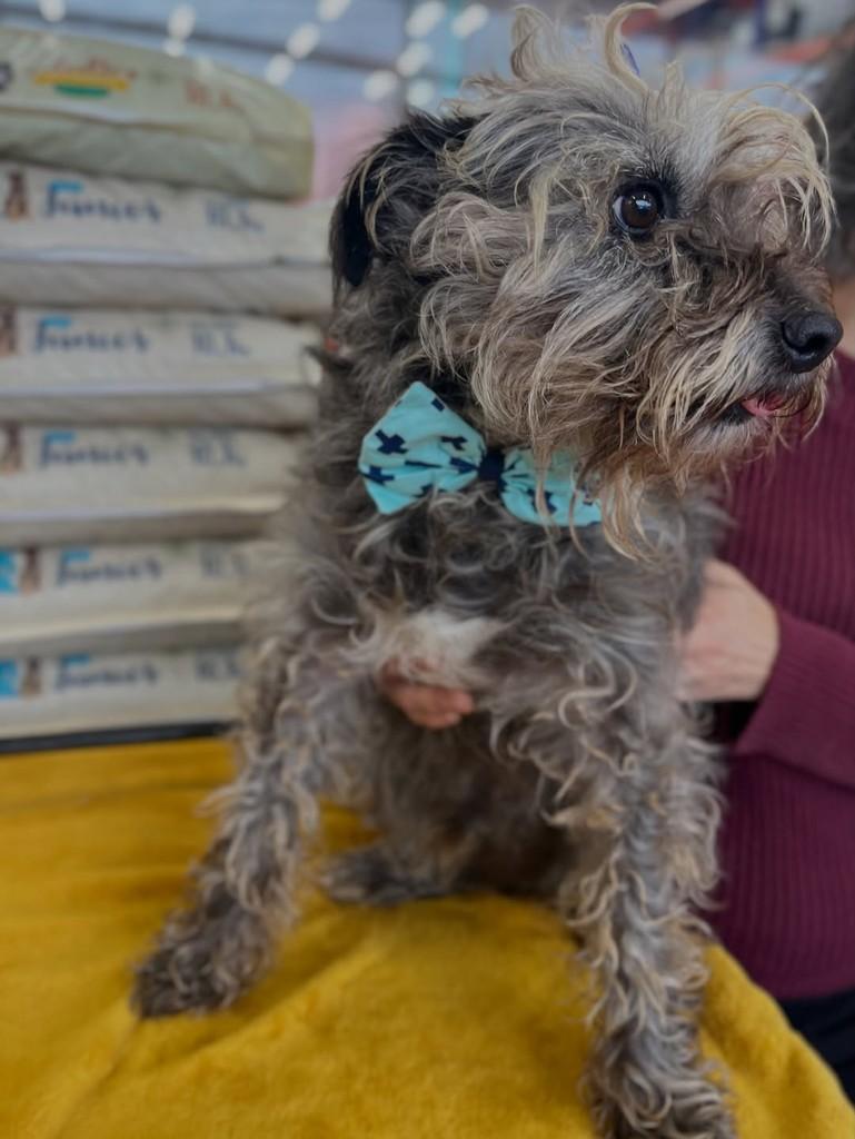 Fiapo, cachorro de porte médio para adoção em Curitiba - PR