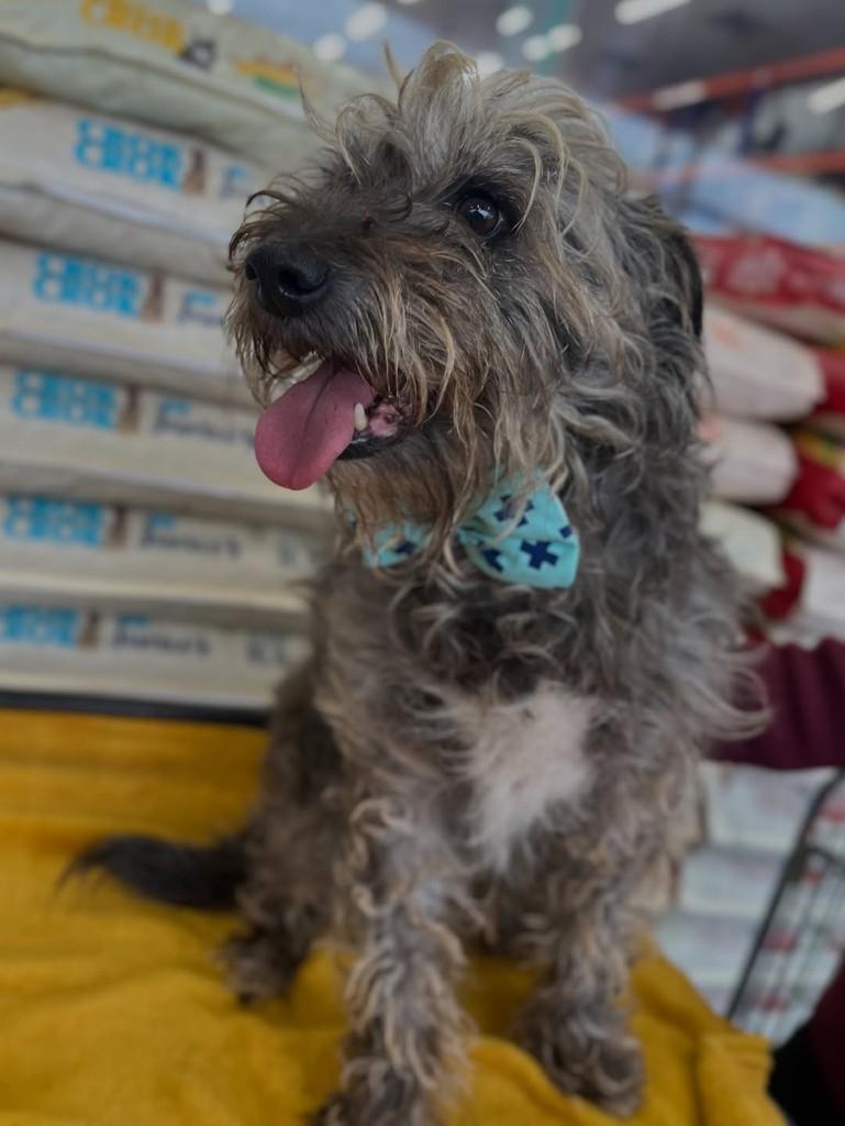Fiapo, cachorro de porte médio para adoção em Curitiba - PR — foto 2 de 6