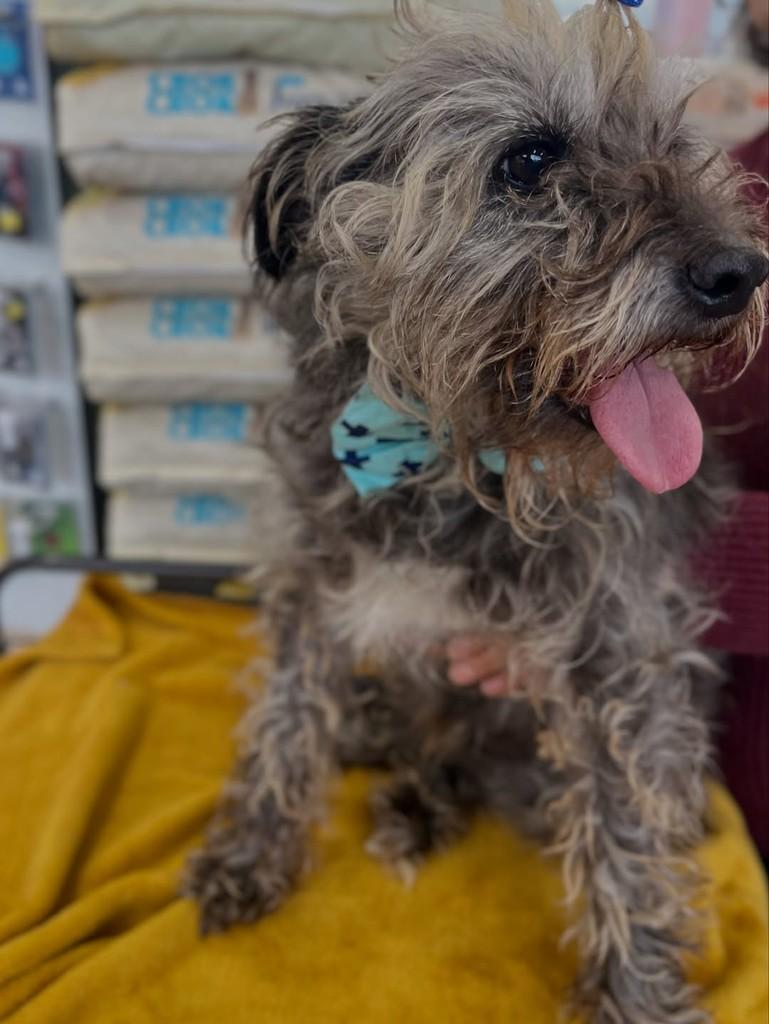 Fiapo, cachorro de porte médio para adoção em Curitiba - PR — foto 3 de 6
