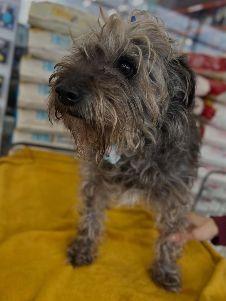Fiapo, cachorro de porte médio para adoção em Curitiba - PR — foto 4 de 6