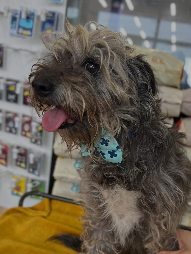 Fiapo, cachorro de porte médio para adoção em Curitiba - PR — foto 5 de 6