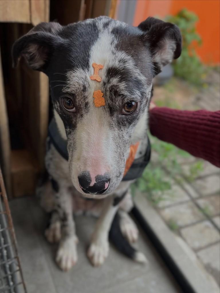 Dandara, cachorro de porte médio para adoção em Curitiba - PR — foto 2 de 6