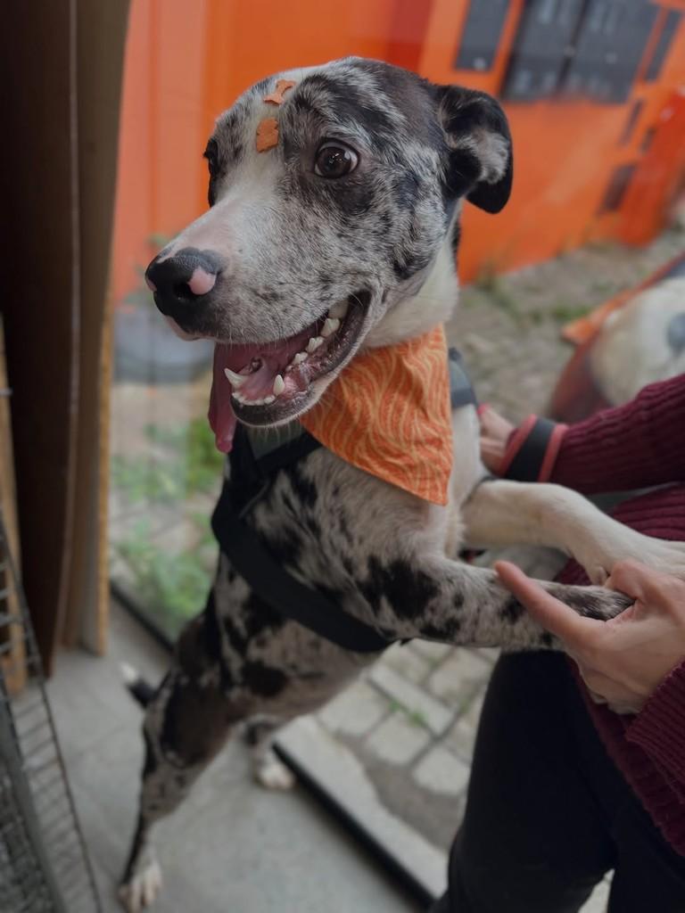 Dandara, cachorro de porte médio para adoção em Curitiba - PR — foto 3 de 6