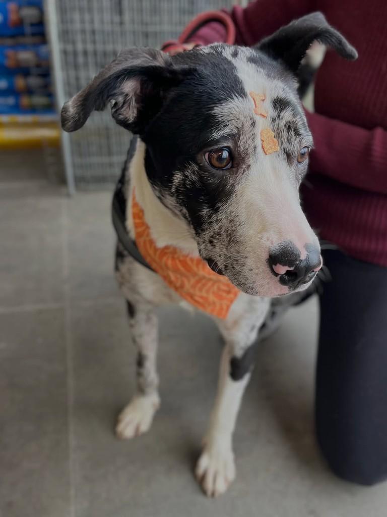 Dandara, cachorro de porte médio para adoção em Curitiba - PR — foto 4 de 6