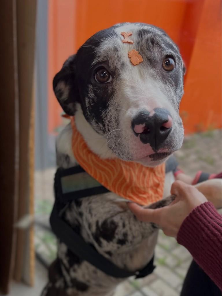 Dandara, cachorro de porte médio para adoção em Curitiba - PR — foto 5 de 6