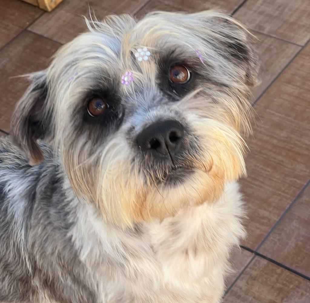 Grey, cadela de porte pequeno para adoção em Curitiba - PR — foto 2 de 3