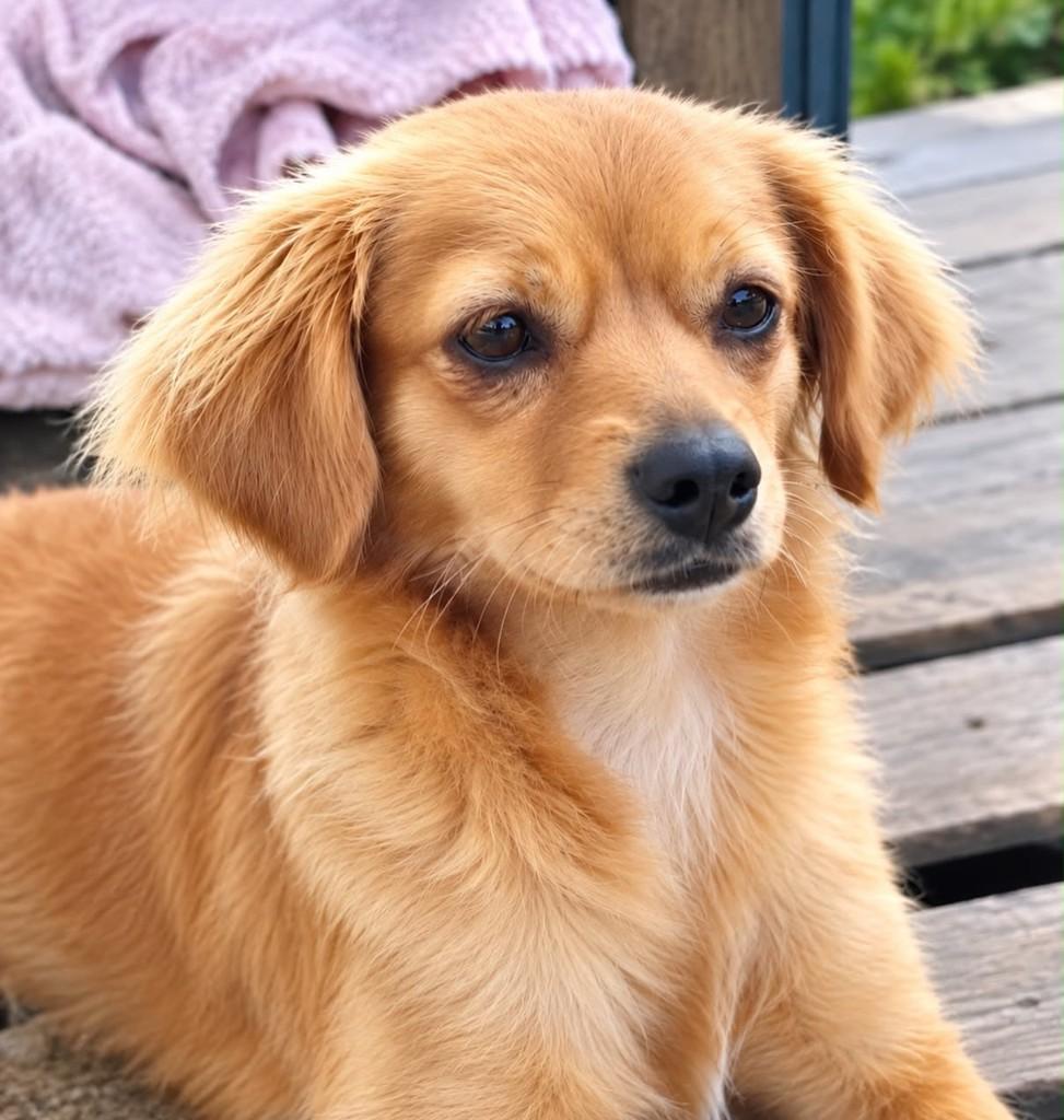 Lili, cachorro de porte pequeno para adoção em Curitiba - PR