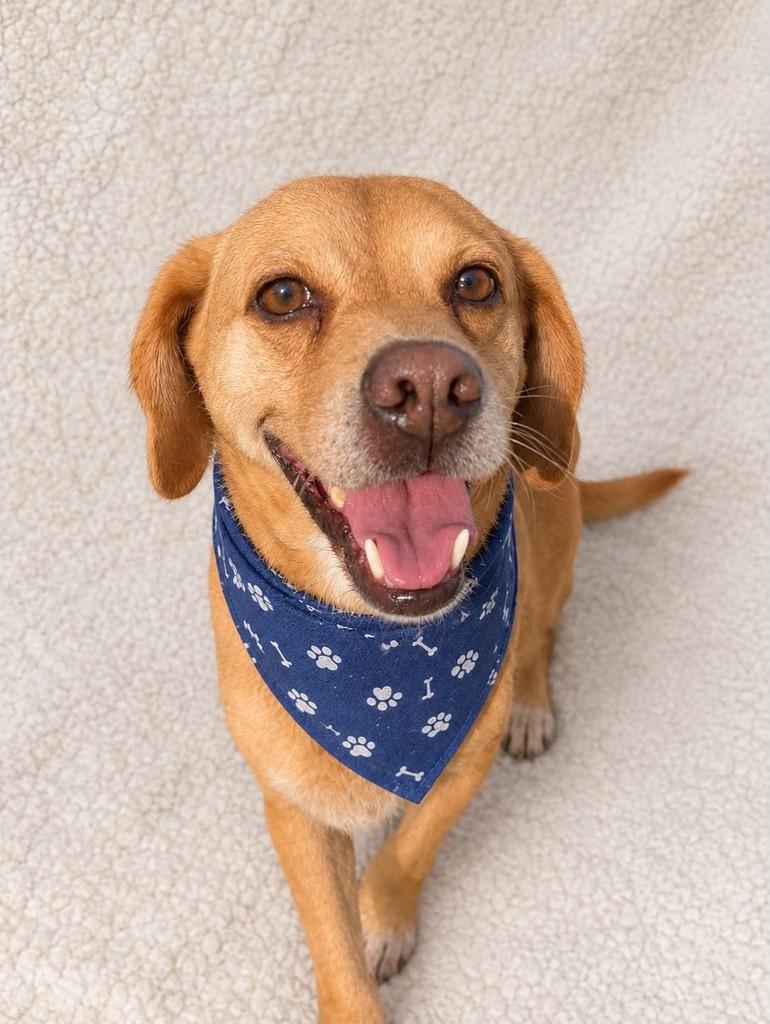 Caramelo, cachorro de porte médio para adoção em Curitiba - PR