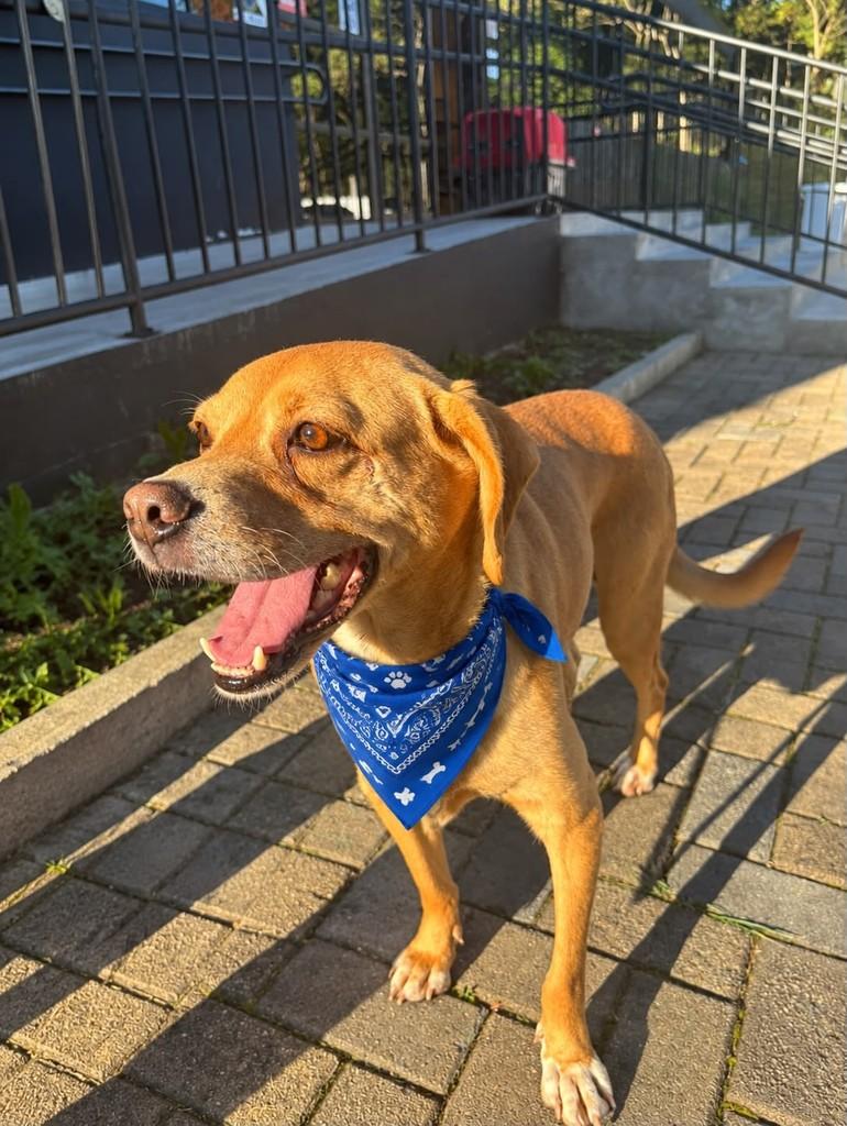 Caramelo, cachorro de porte médio para adoção em Curitiba - PR — foto 2 de 5