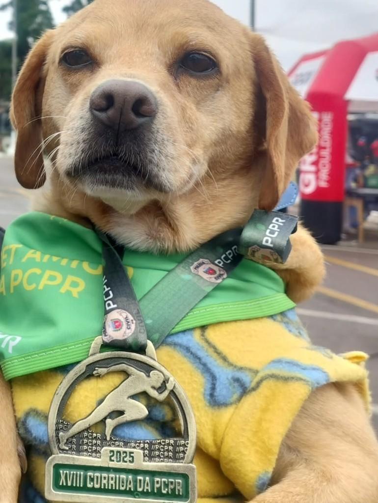 Caramelo, cachorro de porte médio para adoção em Curitiba - PR — foto 3 de 5