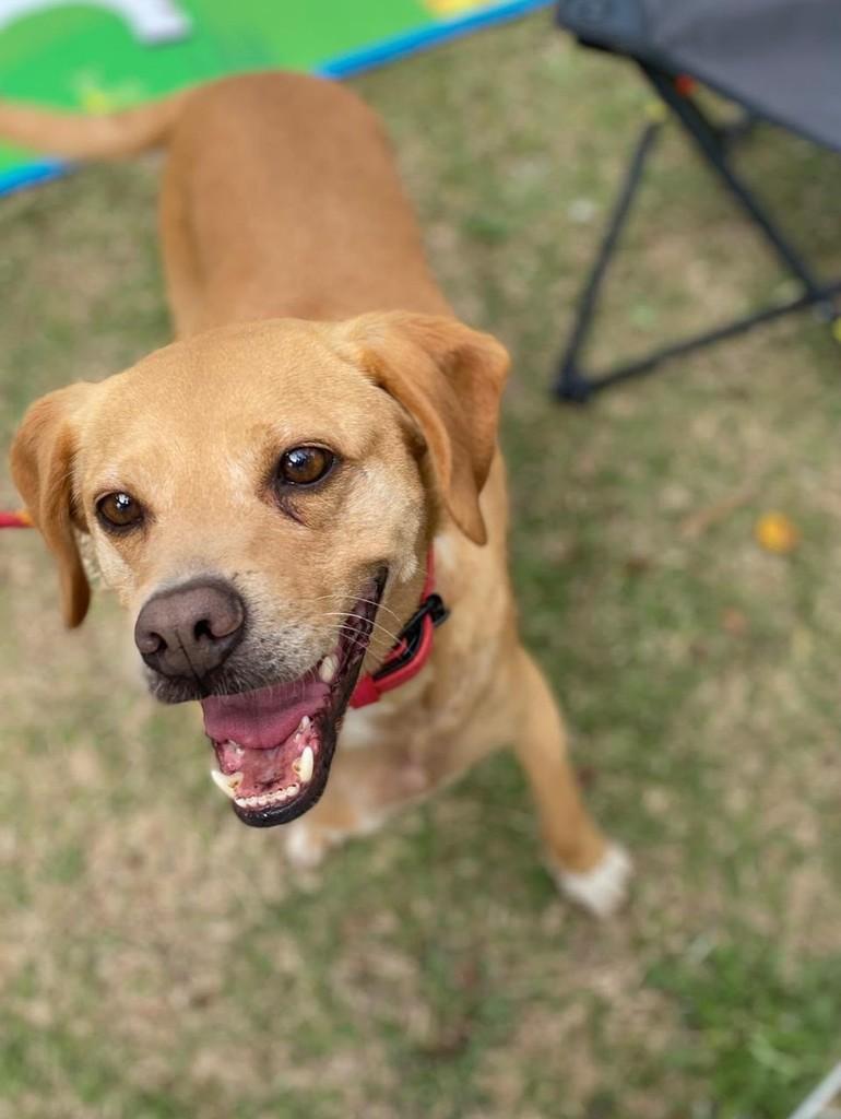 Caramelo, cachorro de porte médio para adoção em Curitiba - PR — foto 4 de 5
