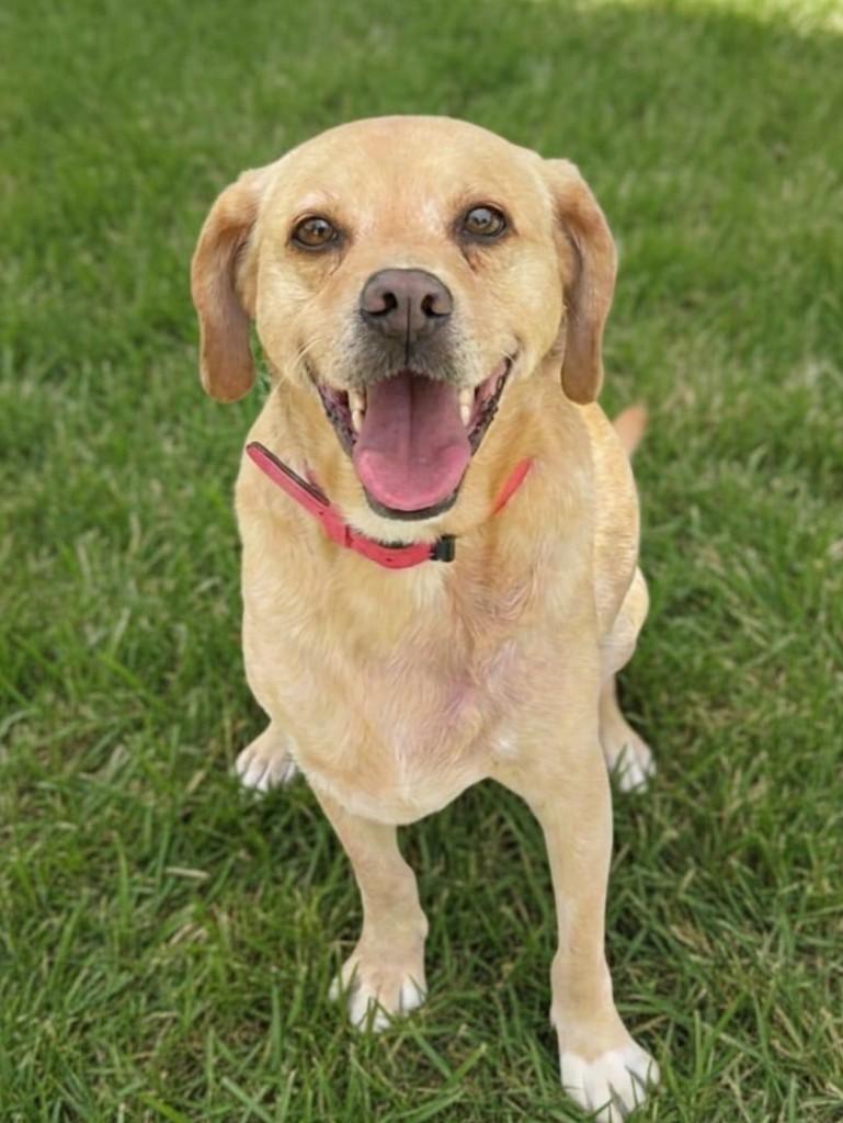 Caramelo, cachorro de porte médio para adoção em Curitiba - PR — foto 5 de 5
