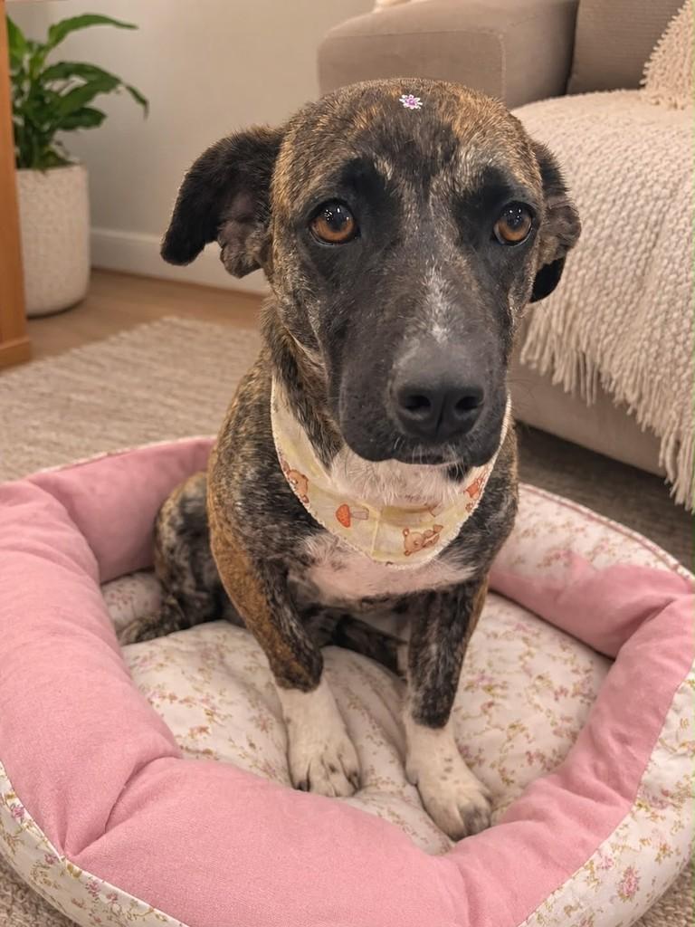 Minie, cadela de porte pequeno para adoção em Curitiba - PR