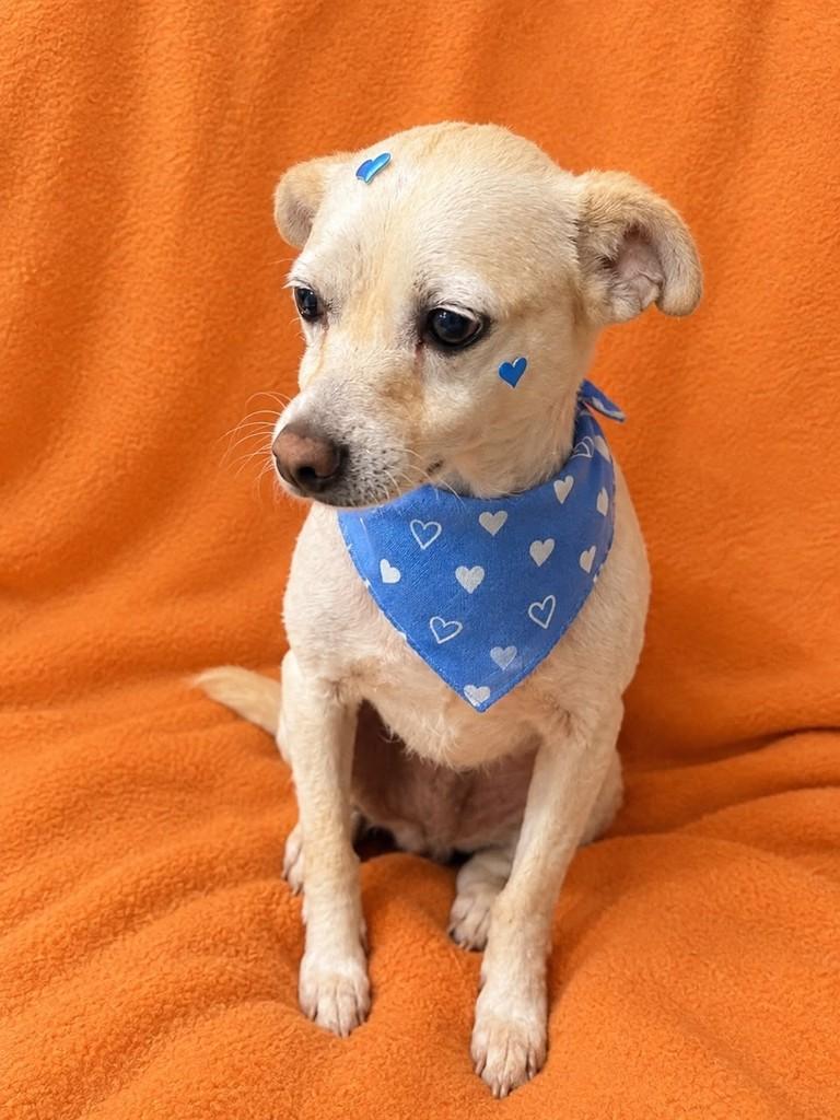 Lolita, cadela de porte pequeno para adoção em Curitiba - PR — foto 2 de 5