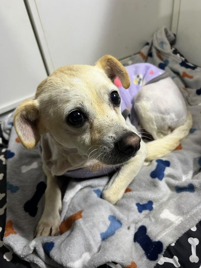 Lolita, cadela de porte pequeno para adoção em Curitiba - PR — foto 3 de 5