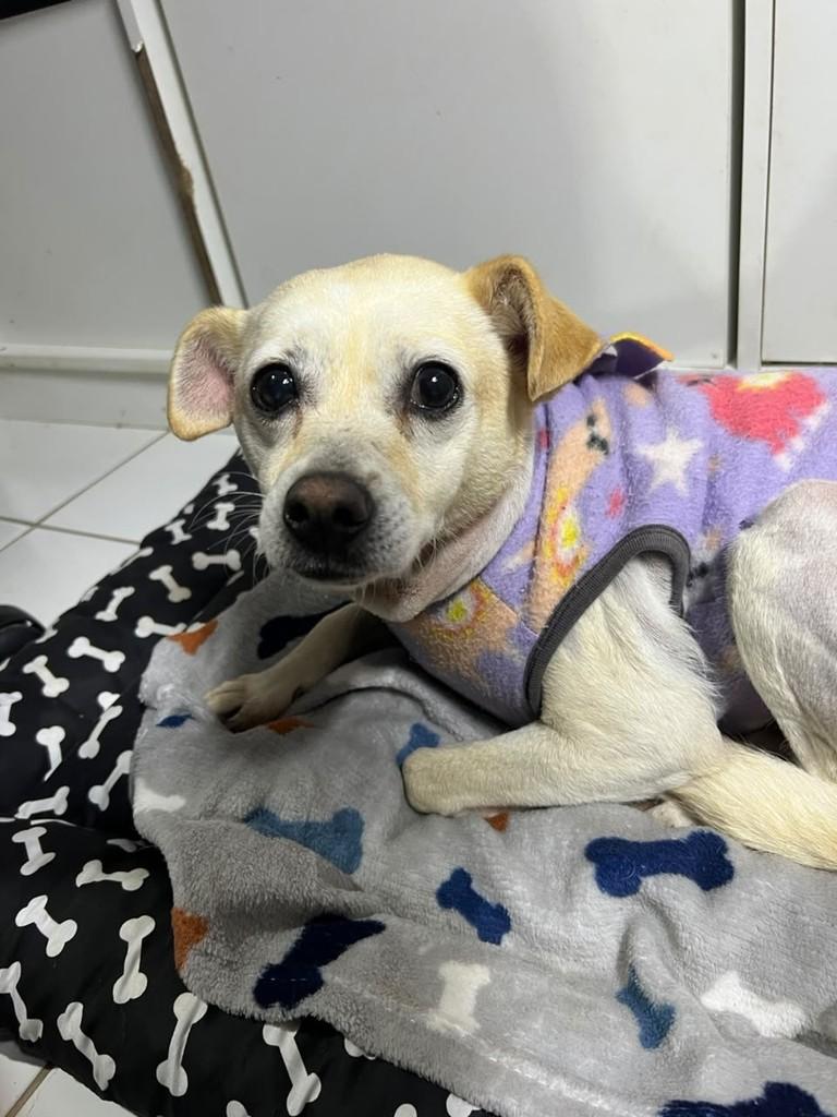 Lolita, cadela de porte pequeno para adoção em Curitiba - PR — foto 4 de 5