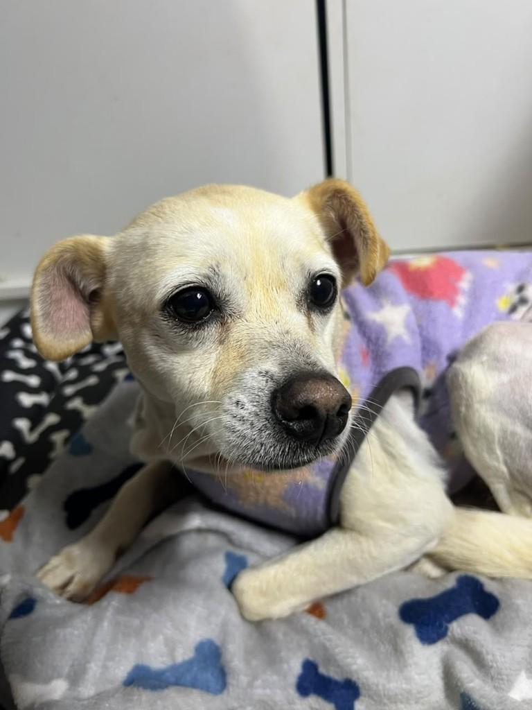 Lolita, cadela de porte pequeno para adoção em Curitiba - PR — foto 5 de 5