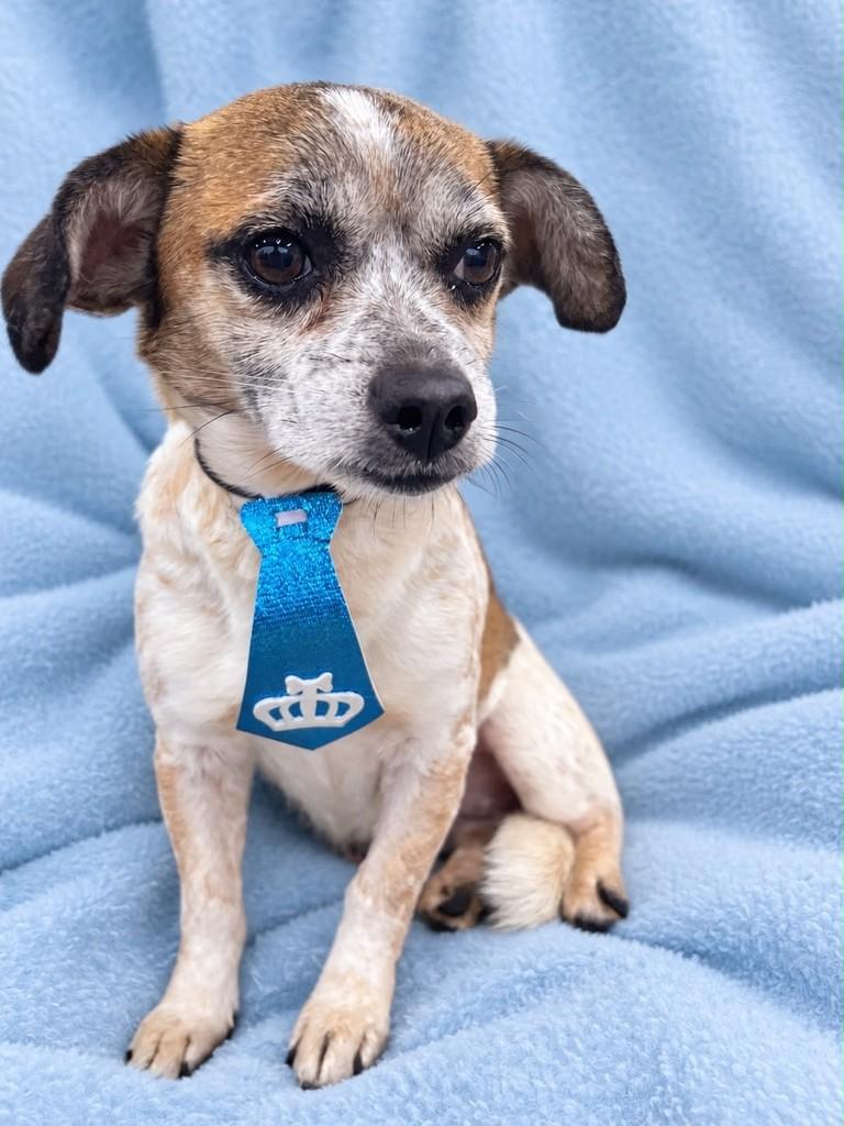 Alberto, cachorro de porte pequeno para adoção em Curitiba - PR