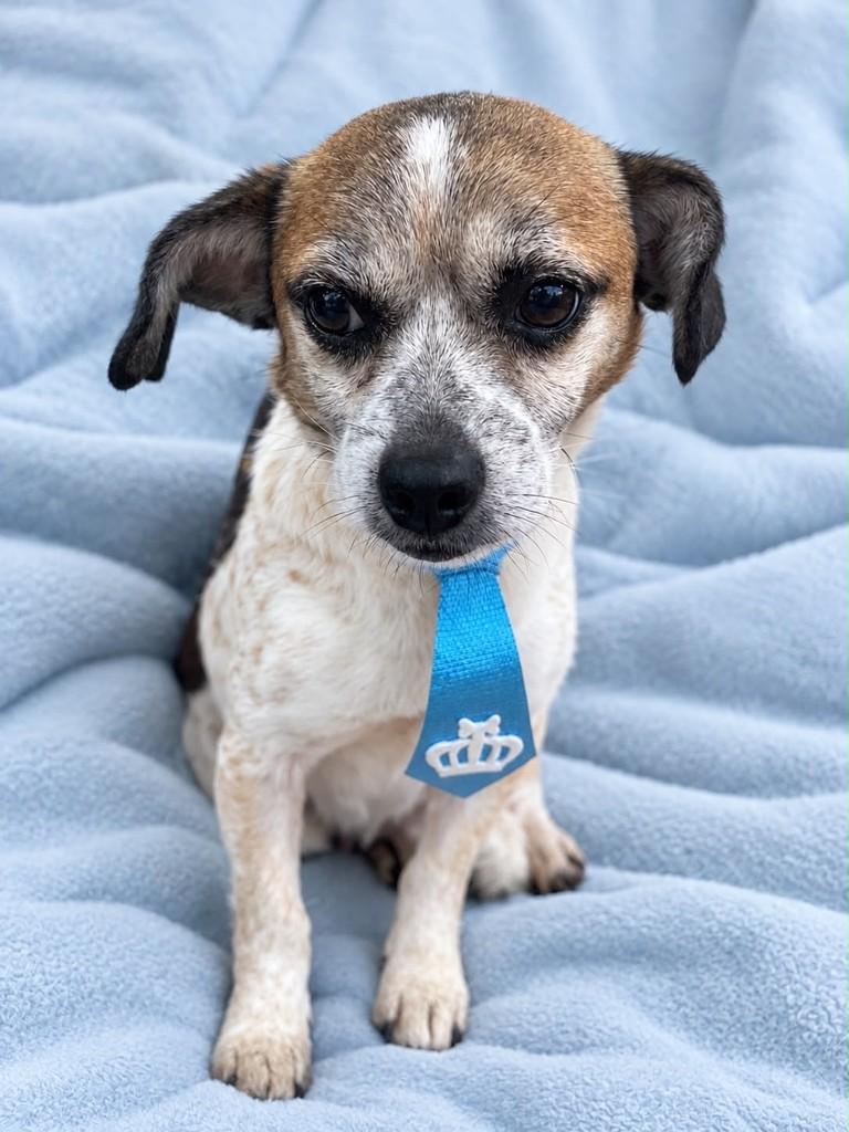 Alberto, cachorro de porte pequeno para adoção em Curitiba - PR — foto 2 de 2