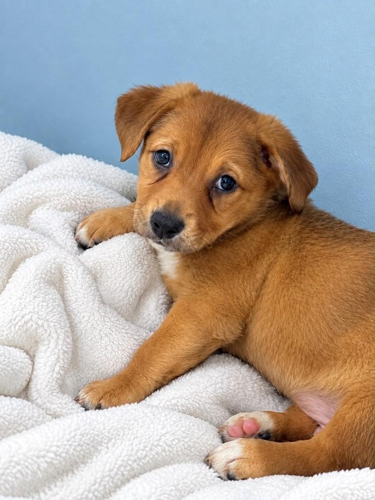 Naldo, cachorro de porte médio para adoção em Curitiba - PR