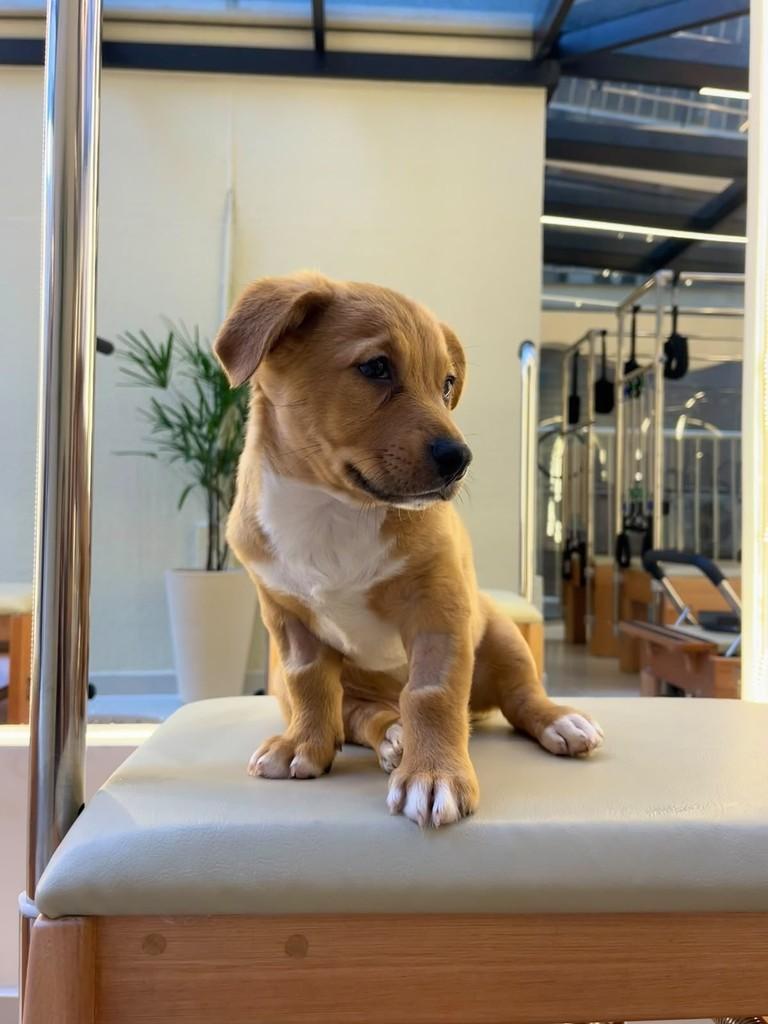 Naldo, cachorro de porte médio para adoção em Curitiba - PR — foto 2 de 3