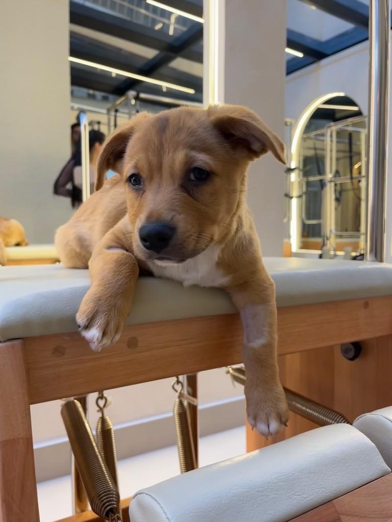 Naldo, cachorro de porte médio para adoção em Curitiba - PR — foto 3 de 3
