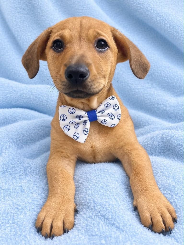 Nando, cachorro de porte médio para adoção em Curitiba - PR