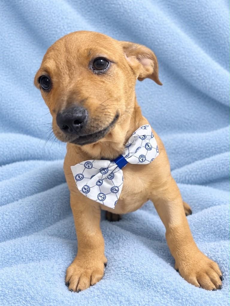 Nando, cachorro de porte médio para adoção em Curitiba - PR — foto 2 de 3