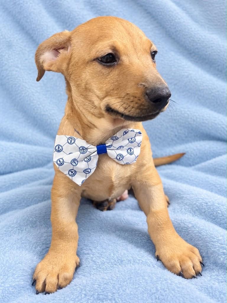 Nando, cachorro de porte médio para adoção em Curitiba - PR — foto 3 de 3