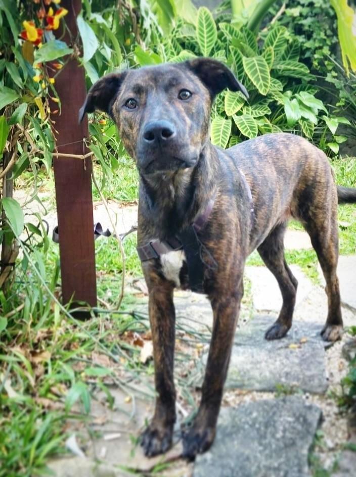 Zeca, cachorro de porte médio para adoção em Curitiba - PR