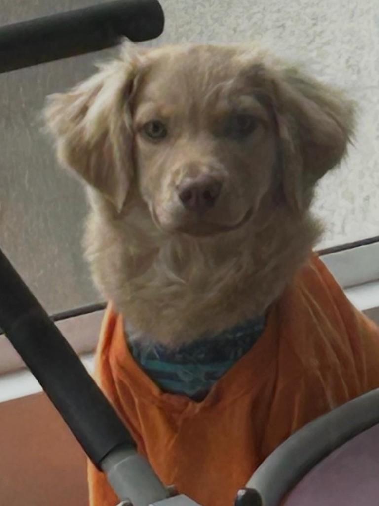 Carmelita, cadela de porte grande para adoção em Curitiba - PR — foto 2 de 2