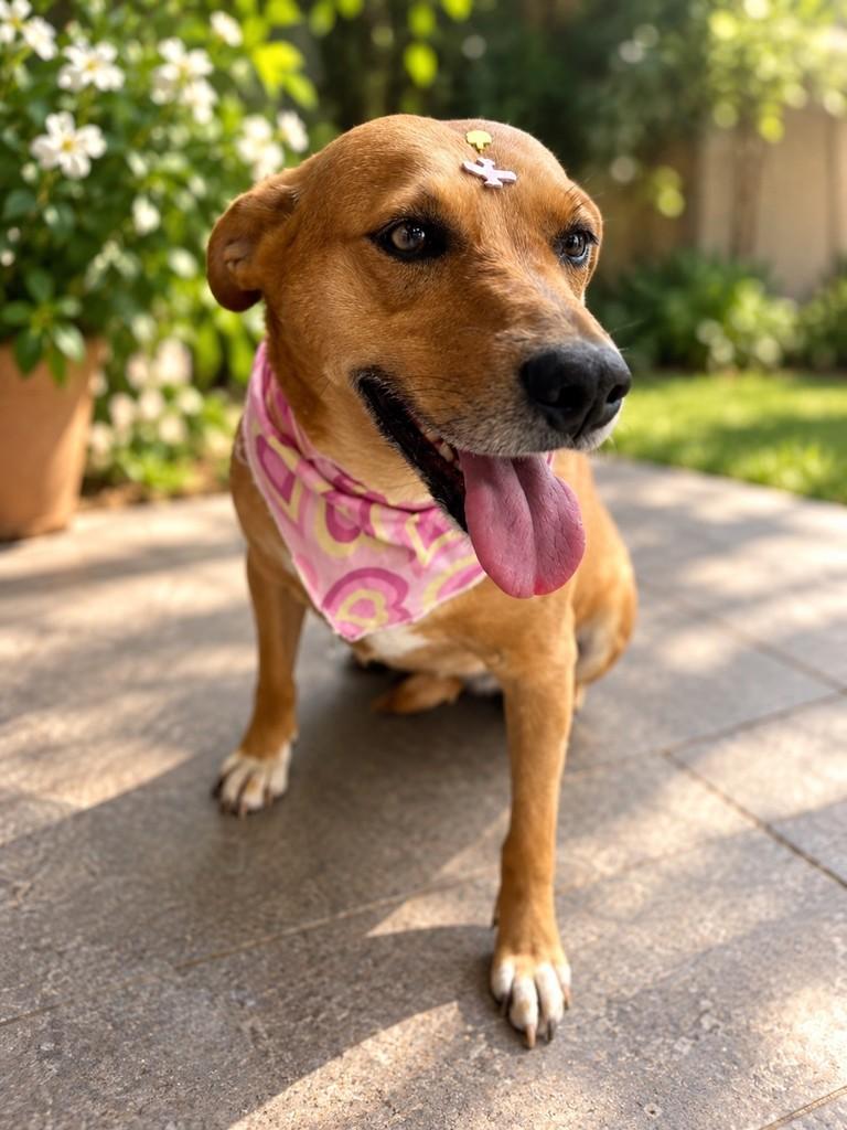 Nana, cadela de porte médio para adoção em Curitiba - PR
