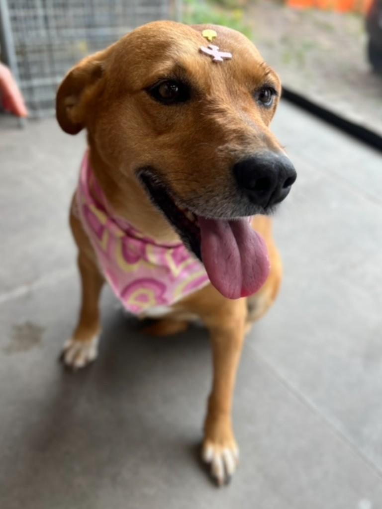 Nana, cadela de porte médio para adoção em Curitiba - PR — foto 2 de 4
