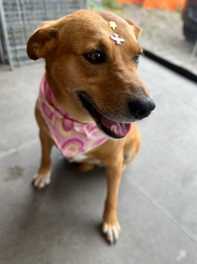 Nana, cadela de porte médio para adoção em Curitiba - PR — foto 3 de 4