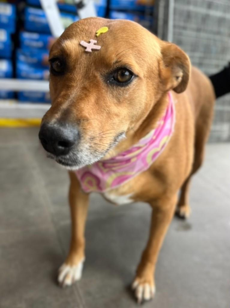 Nana, cadela de porte médio para adoção em Curitiba - PR — foto 4 de 4