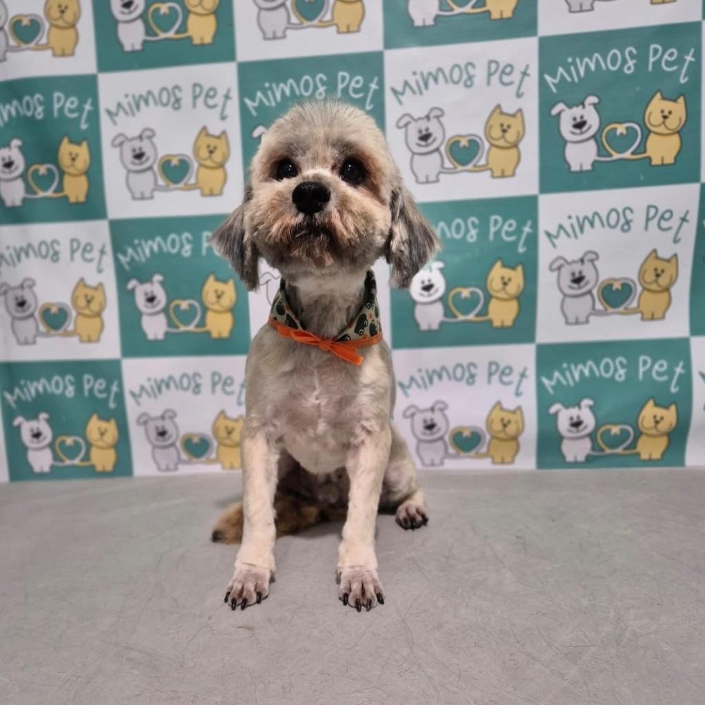Benji, cachorro de porte pequeno para adoção em Curitiba - PR